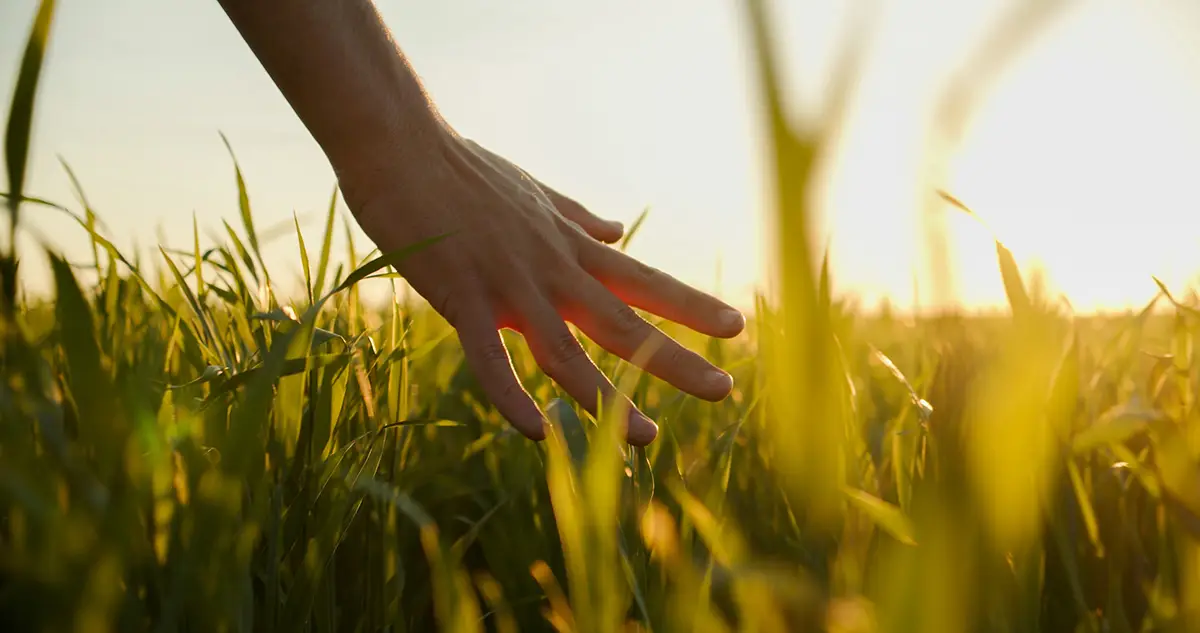 A hand touching tall grass at sunset