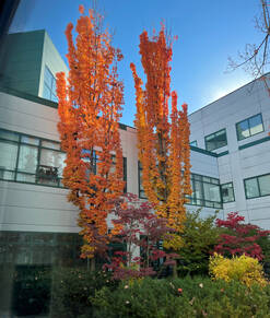 Dartmouth Hitchcock Medical Center in the fall