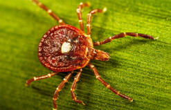 Image of a lone star tick