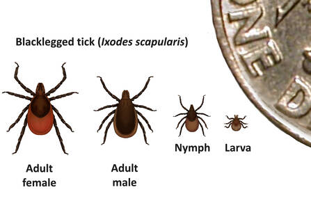 Images of blacklegged tick