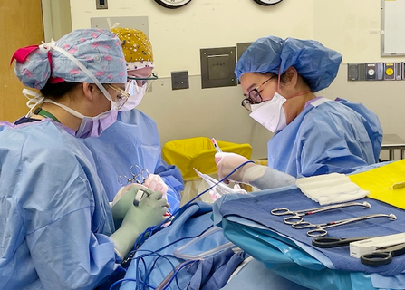 Abby Driest PA-C assisting in parotidectomy