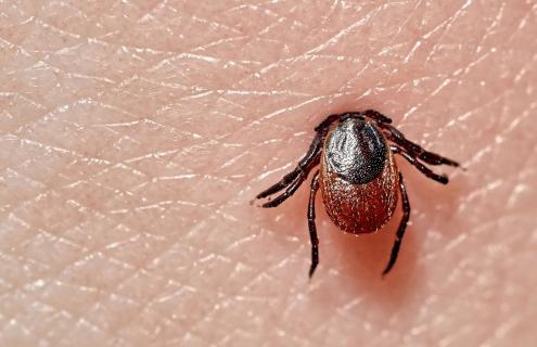Photo of a deer tick