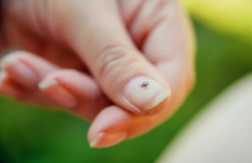 Image of the blacklegged tick