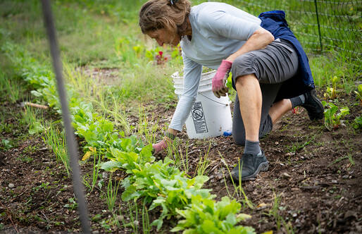 woman gardening in summer 