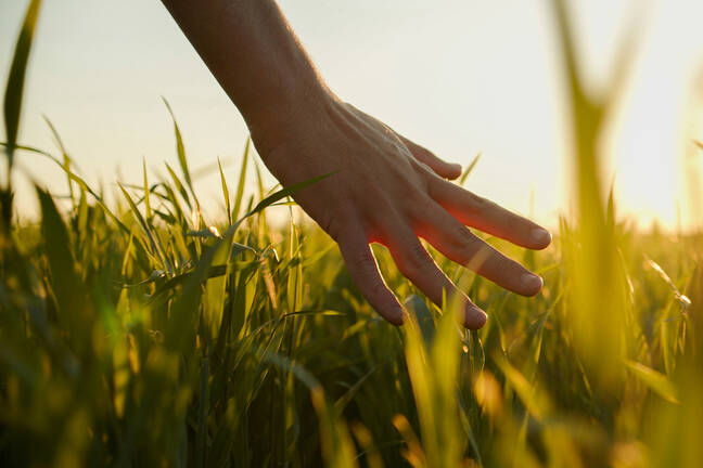 A hand touching tall grass at sunset