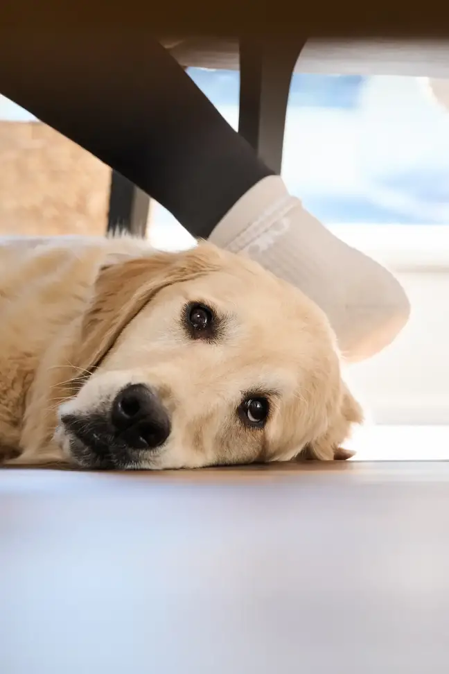 The face of a dog, lying on the floor. A woman's foot and leg is right behind the dog