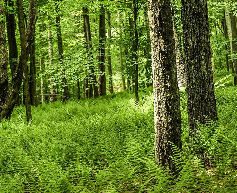 Ferns in a beautiful woodland scene